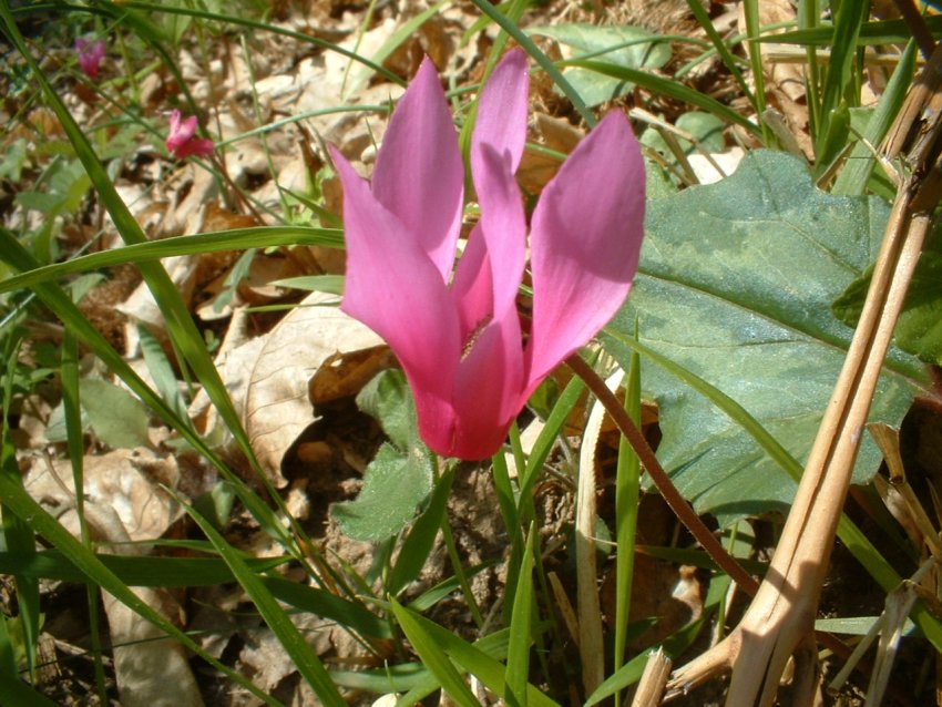 crochi, anemoni, ciclamini